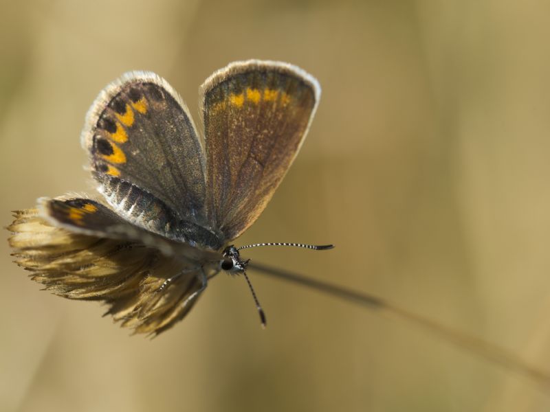 Plebejus argus?  S !